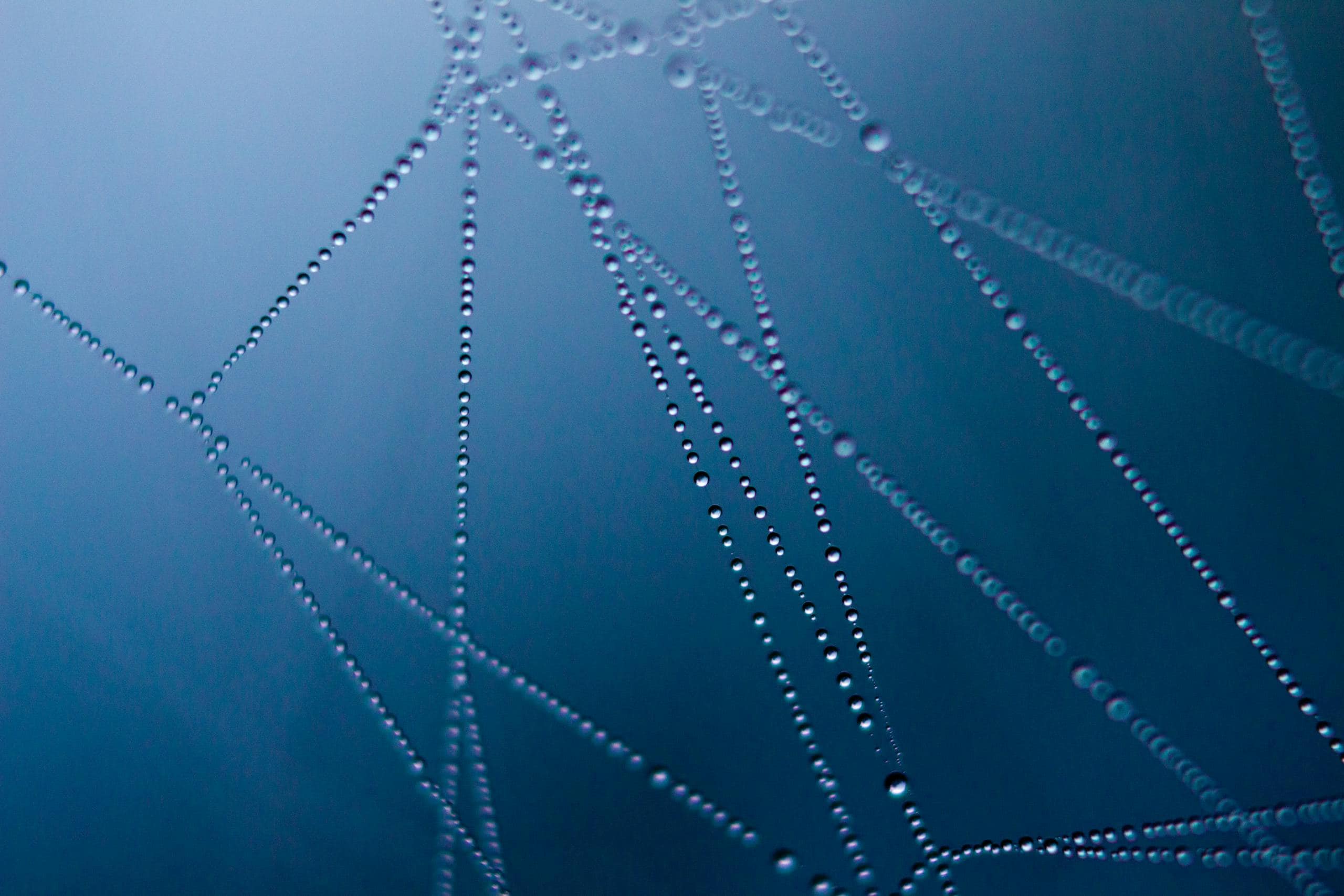 Close-up of water droplets on a web against a dark background, showcasing nature's symmetry.